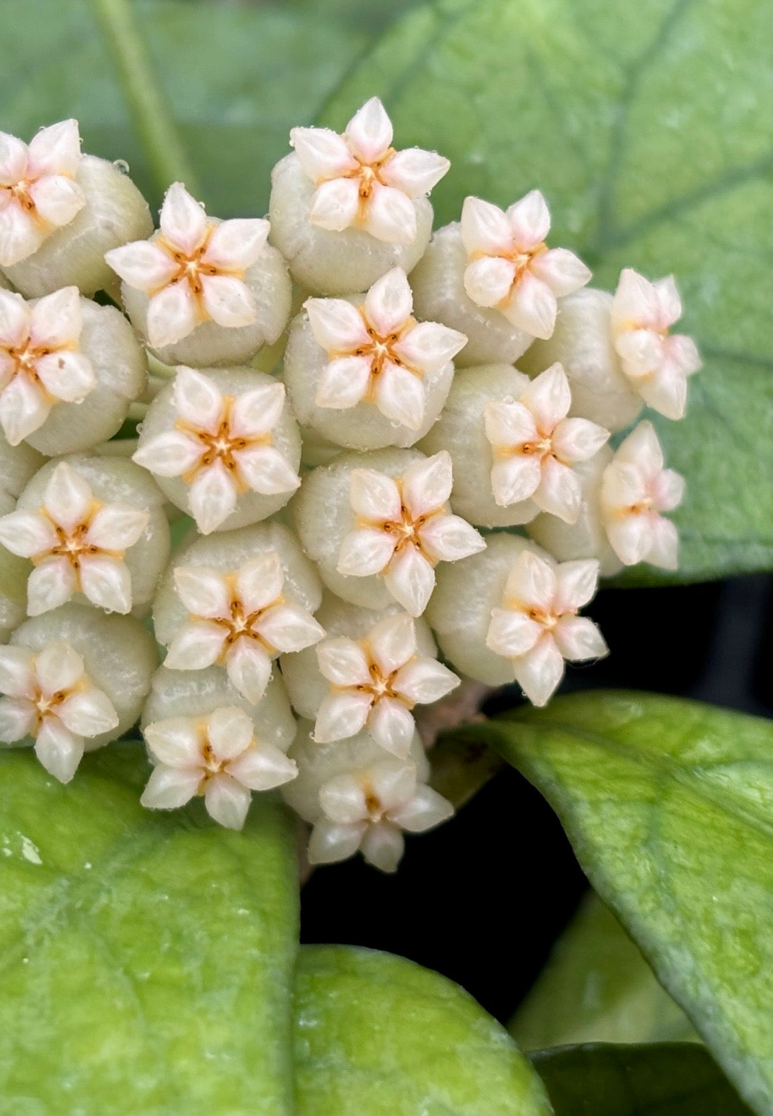 Hoya hainanensis H341