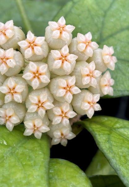 Hoya hainanensis H341