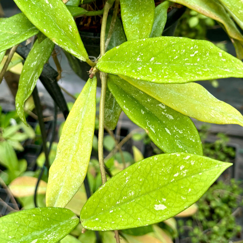Hoya pubicalyx 'Jungle Garden' H197