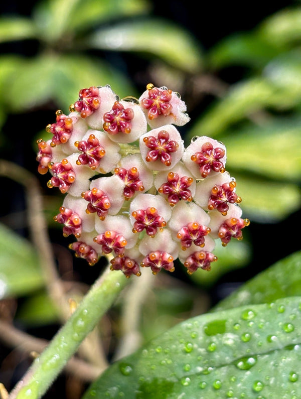 Hoya kerrii pubescent IML 0784 H105