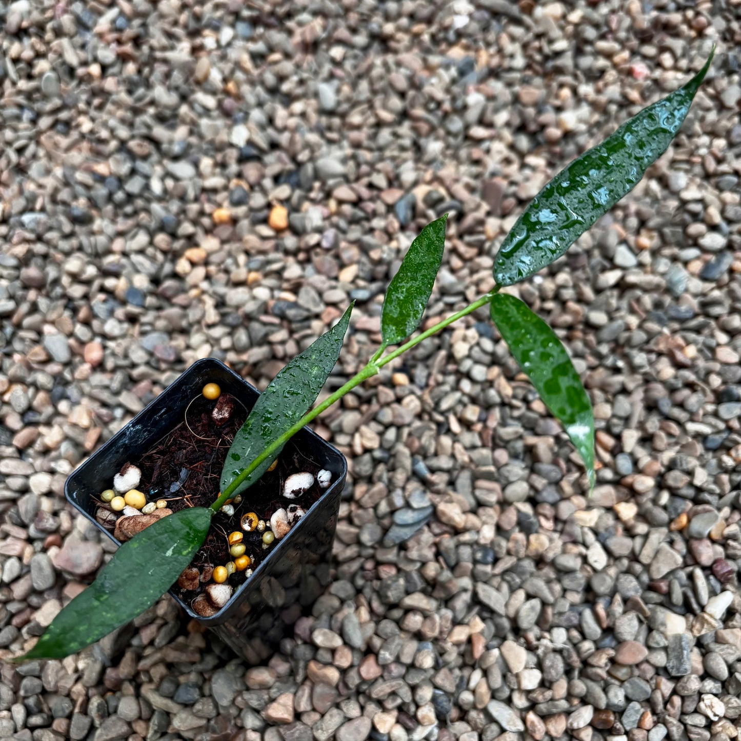 Hoya burmanica H412