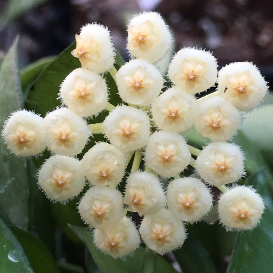 Hoya lacunosa var. pallidiflora IML 0045 H61