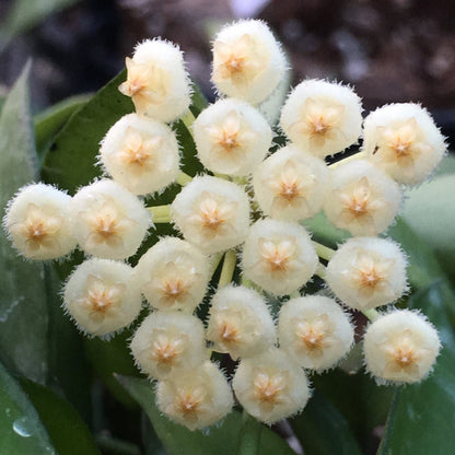 Hoya lacunosa var. pallidiflora IML 0045 H61
