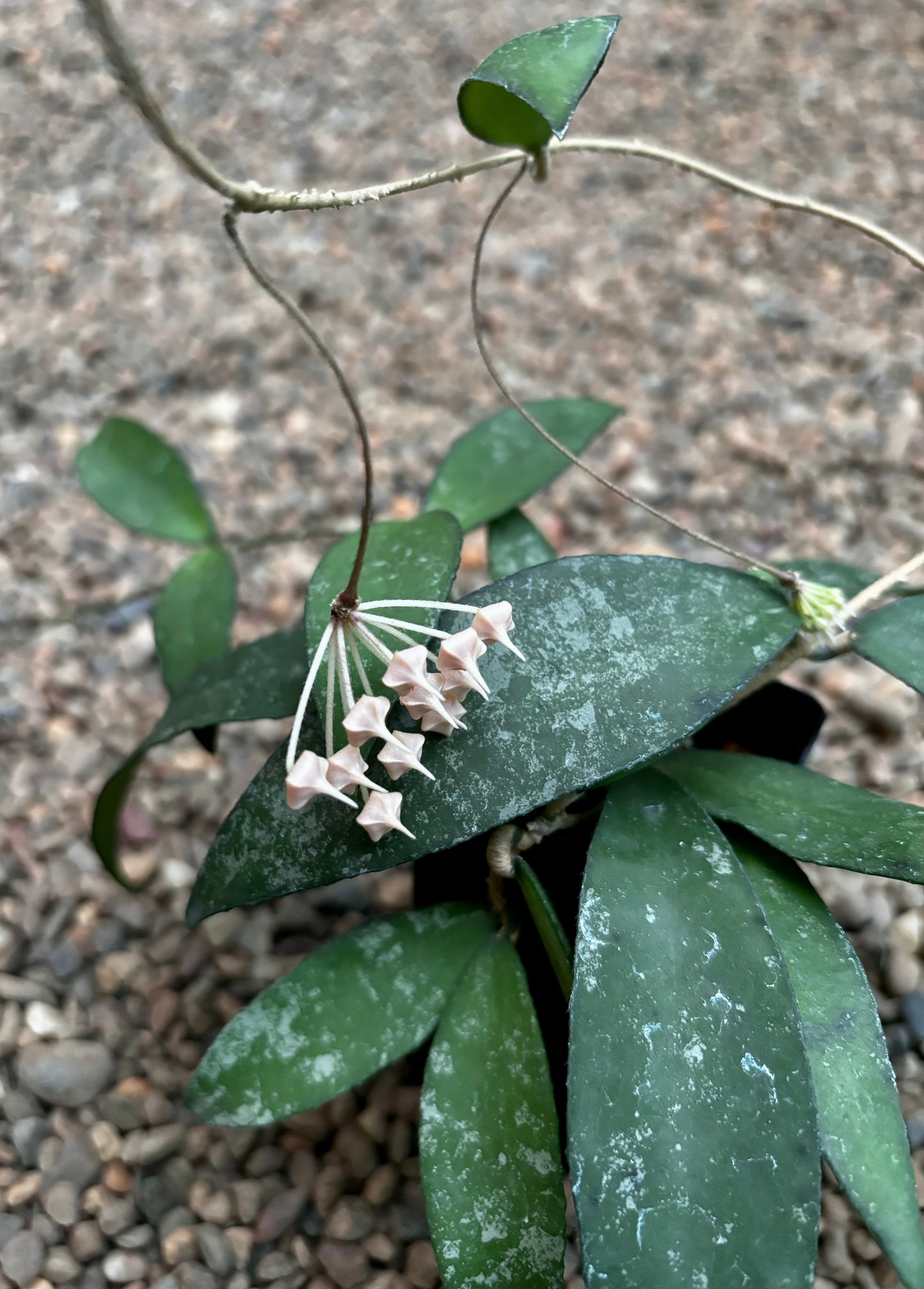 Hoya flagellata (gold) H344