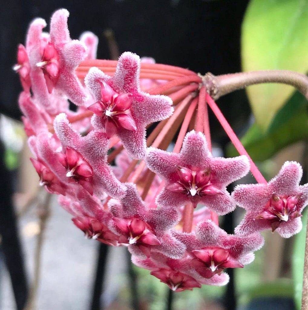 Hoya sp. Ban Ngong Ngoy IML 1514 H170