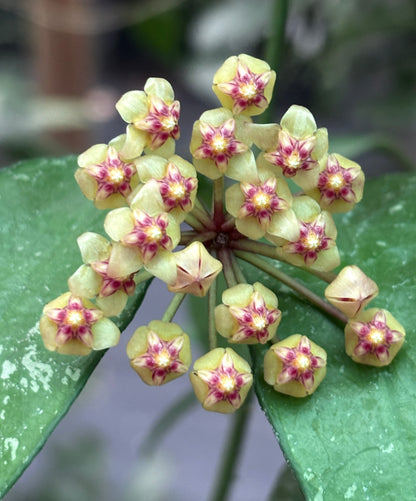 Hoya aff. plicata Malay Peninsula IML 1566 H313