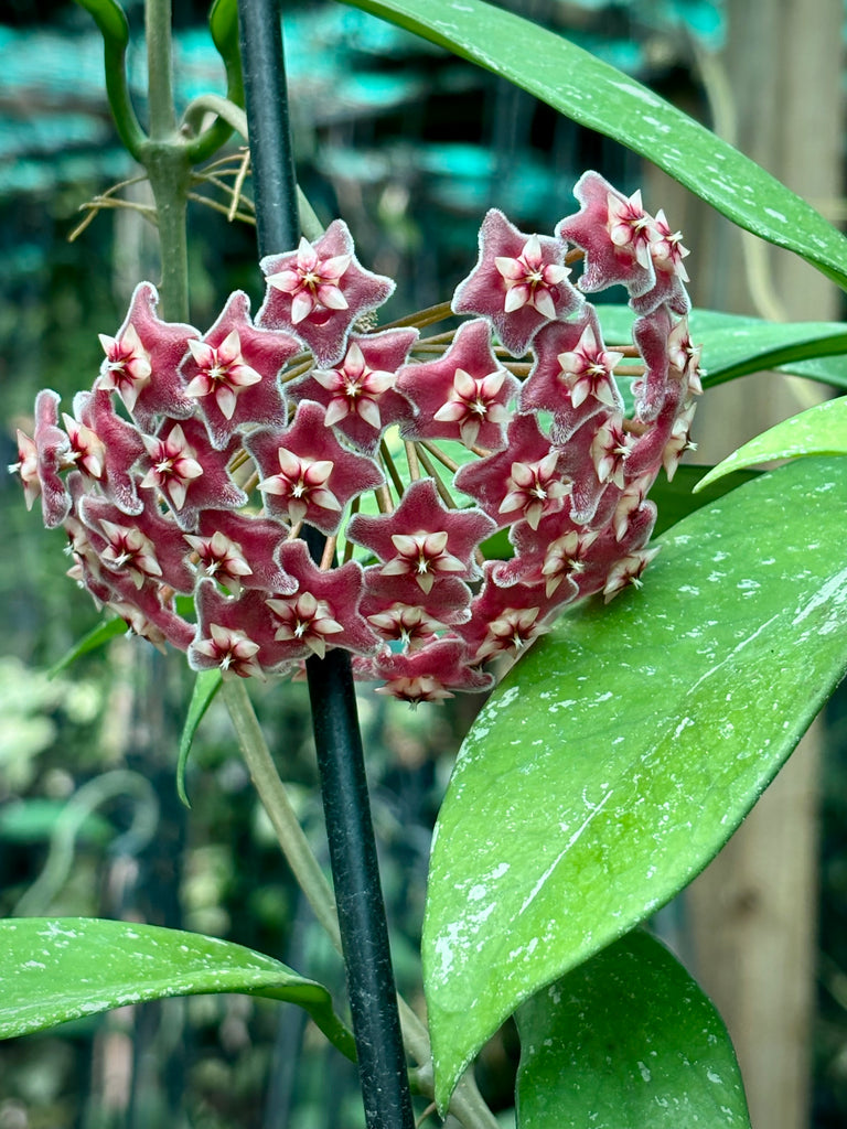 Hoya pubicalyx 'Silver Leaf' IML 0195 H285