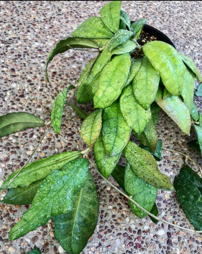 Hoya sp. Thailand IML 1398 H133