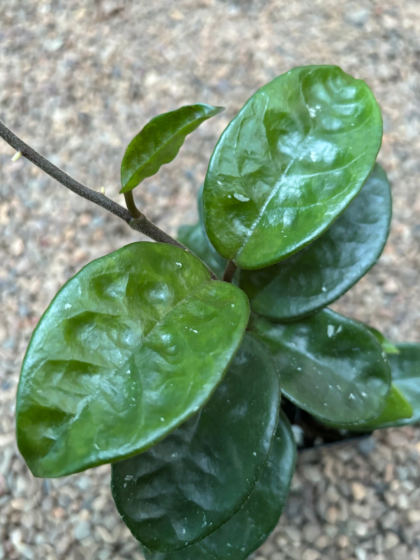 Hoya compacta Krinkle 8 IML 0186 H52