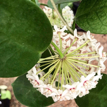 Hoya australis ssp. australis - round leaf H45