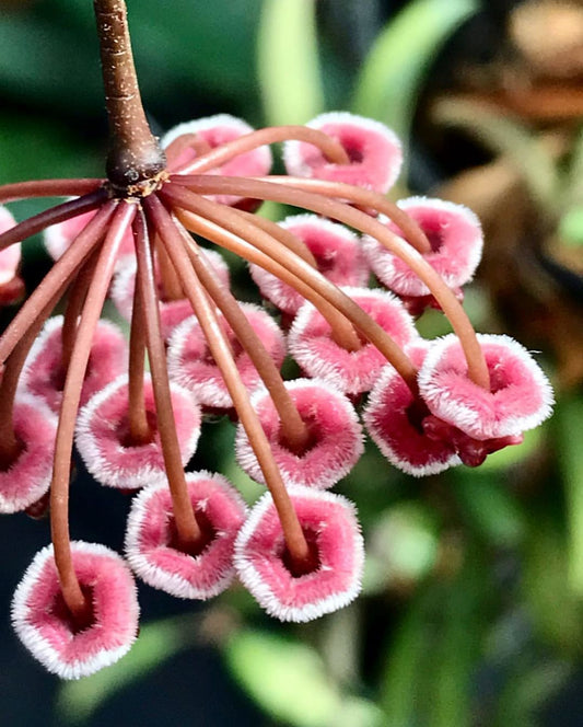Hoya kentiana H10