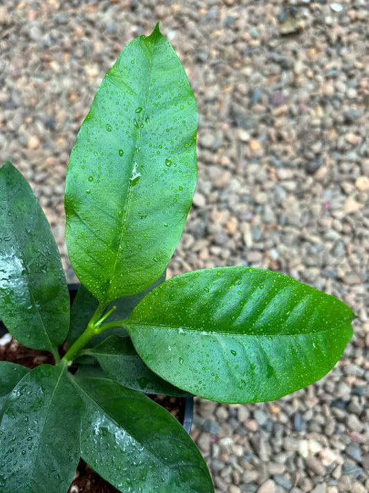 Hoya multiflora H16