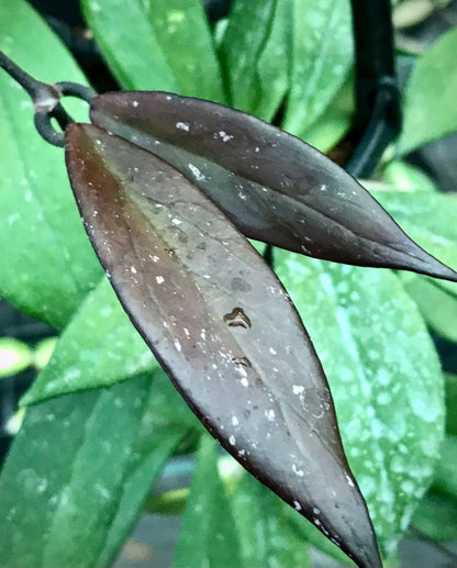 Hoya pubicalyx ‘Red Buttons’ IML 0268 H323