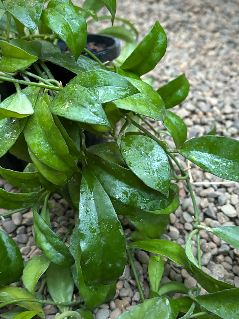Hoya lacunosa var. pallidiflora IML 0045 H61
