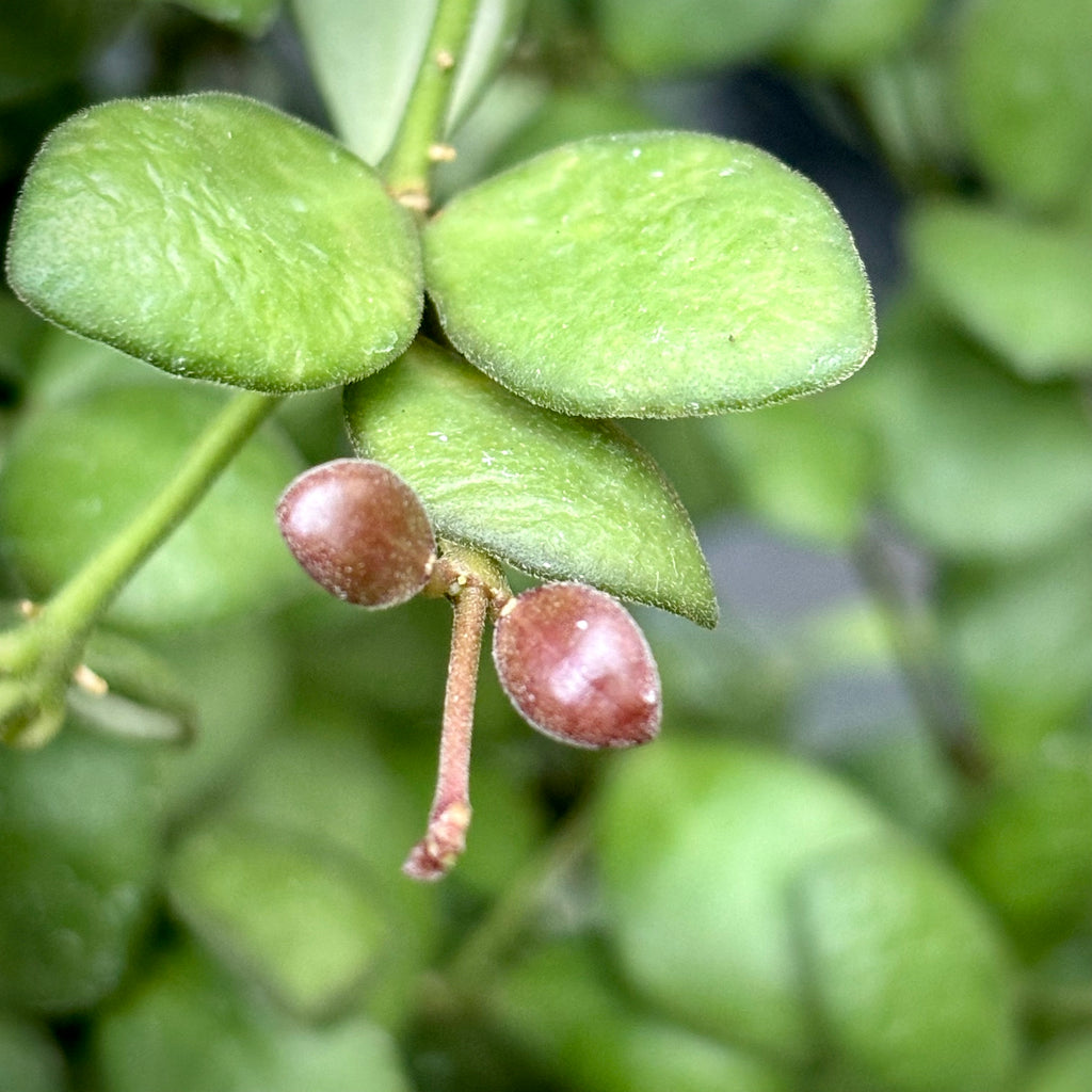 Hoya bilobata H196