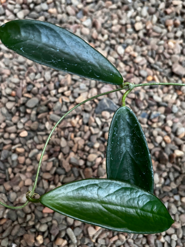 Hoya vangviengiensis H432