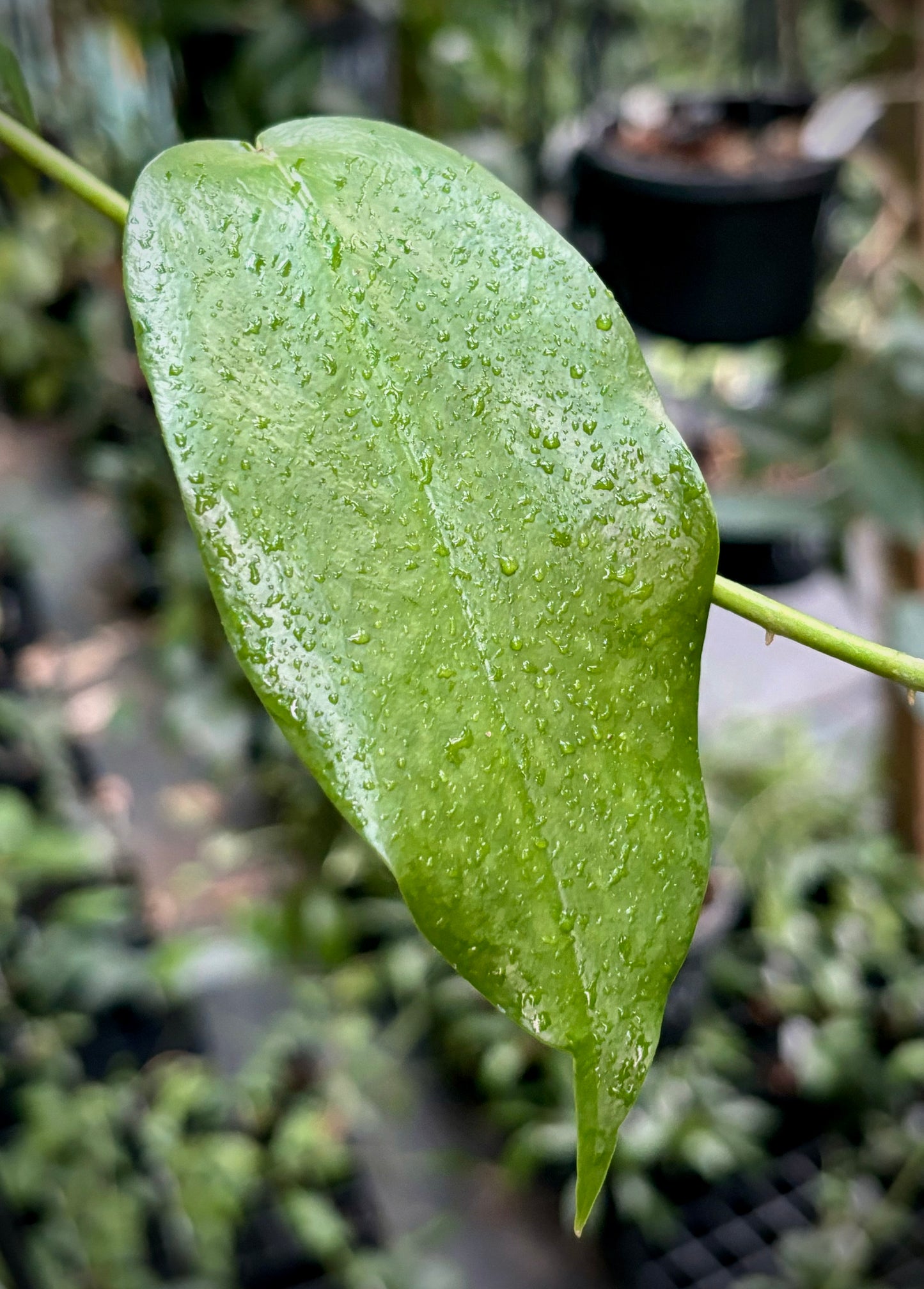 Hoya macgillivrayi 'Langkelly Ck. Qld.' IML 0015 H63