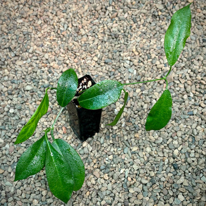Hoya naumannii H143