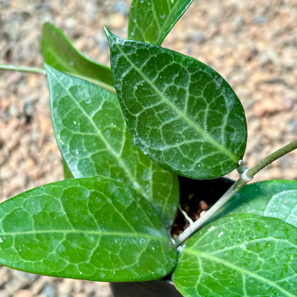 Hoya sp. Sumbawa H458