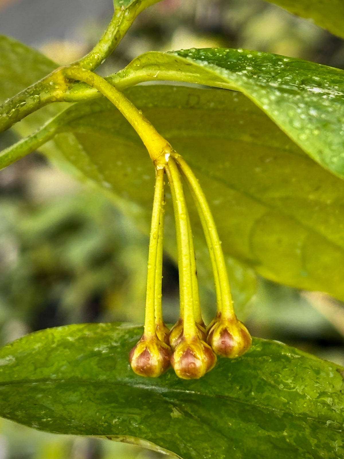 Hoya praetorii H438
