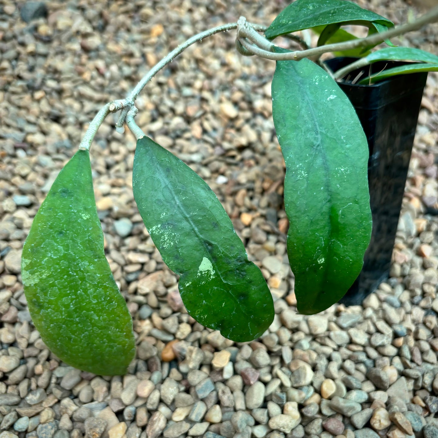 Hoya padangensis H175