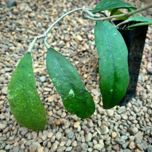 Hoya padangensis H175