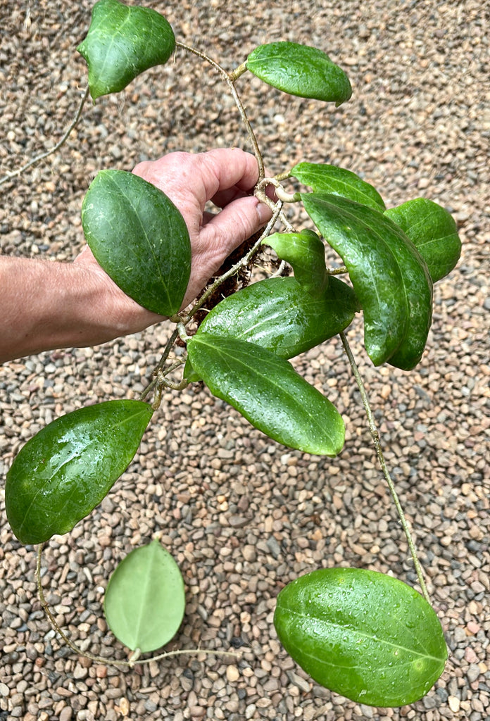 Hoya dolichosparte IML 1377 H99