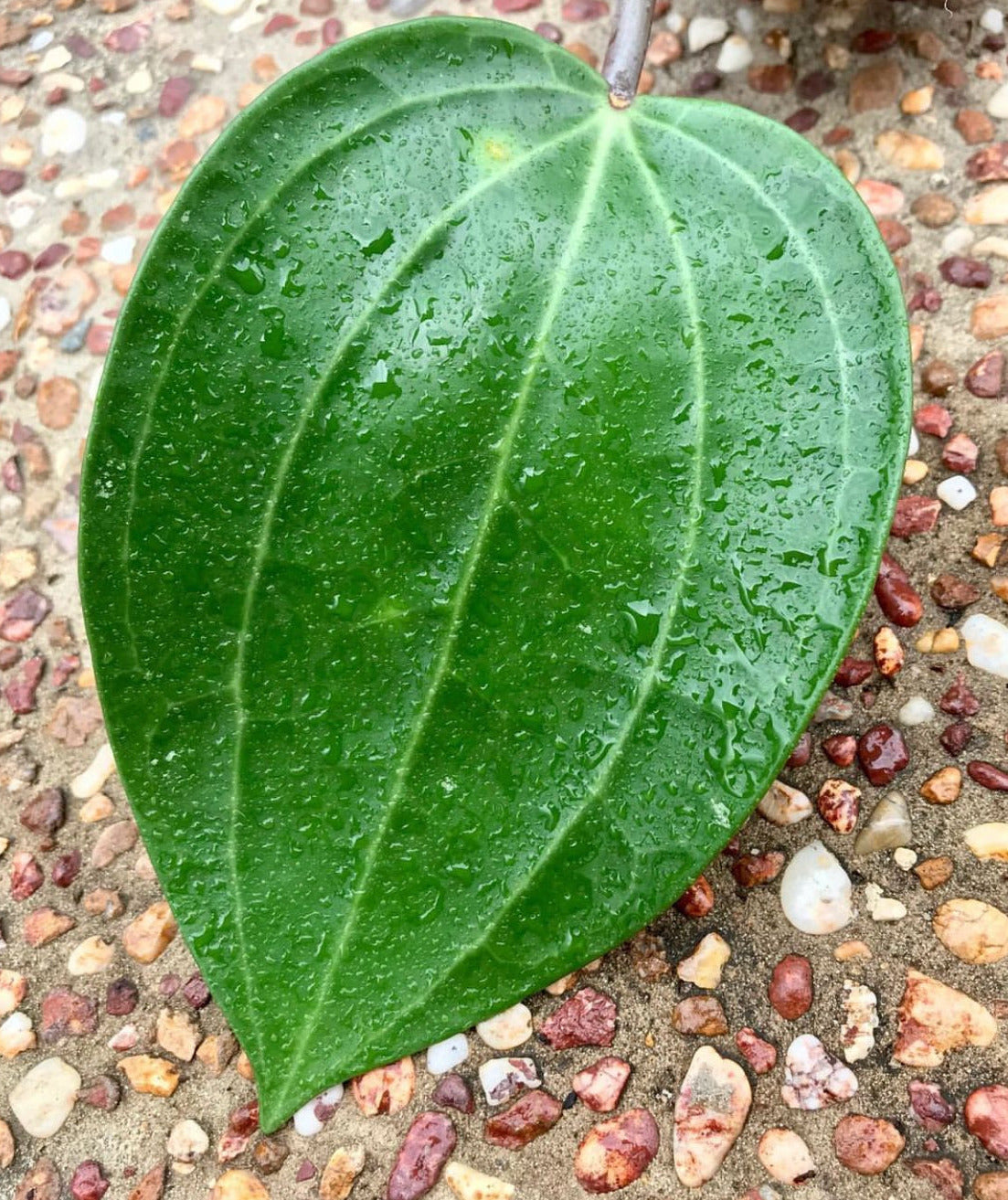 Hoya latifolia IML 1590 H116