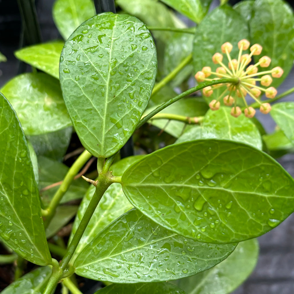 Hoya obscura H15