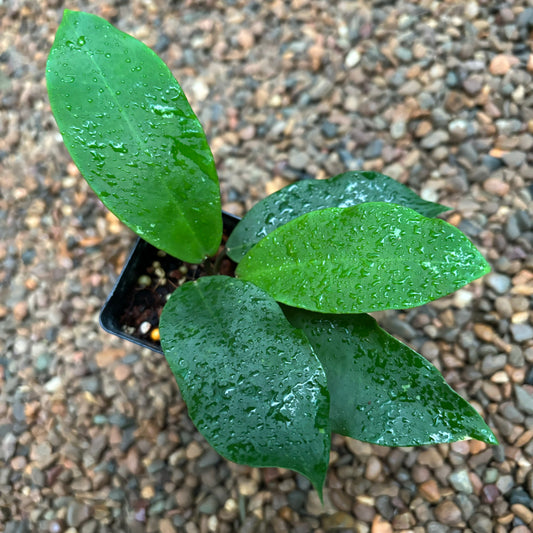 Hoya 'Patricia' H396