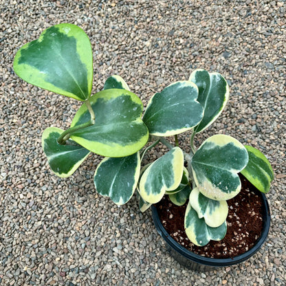 Hoya kerrii (albomarginata) H48