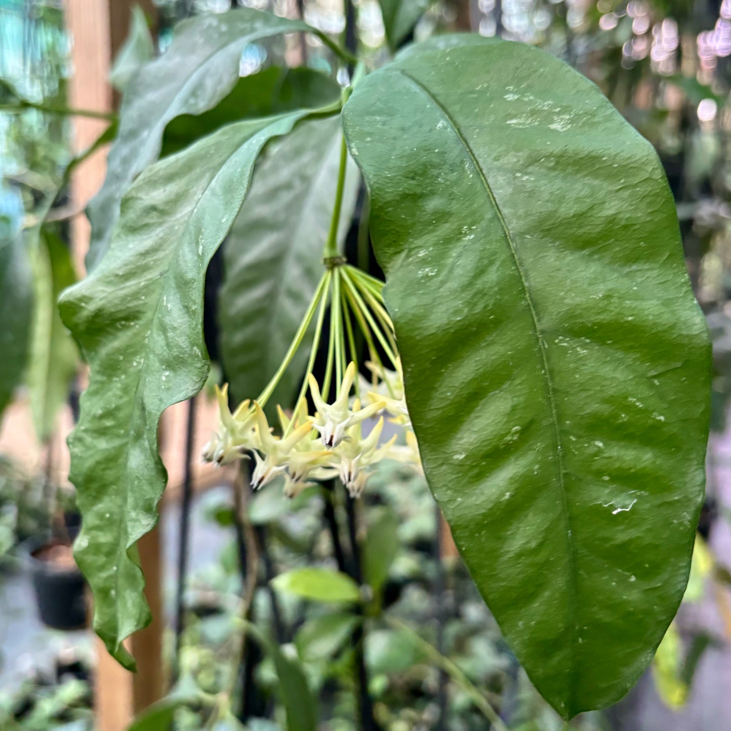 Hoya multiflora 'Shooting Star' IML 0182 H111