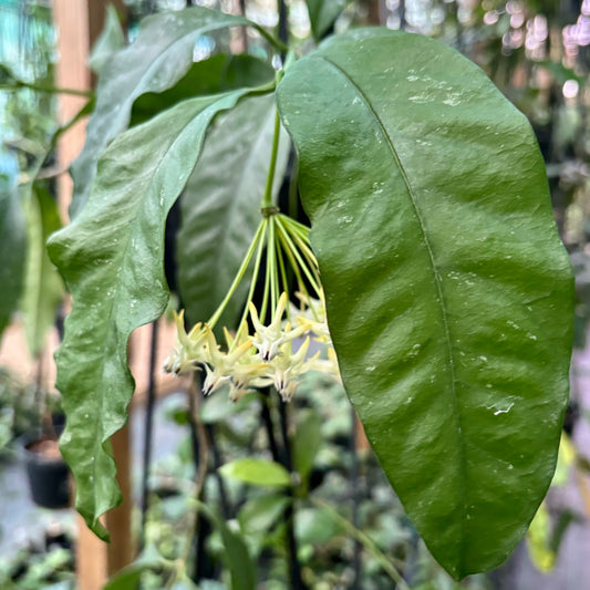 Hoya multiflora 'Shooting Star' IML 0182 H111