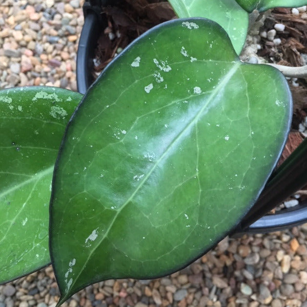 Hoya R83 Beginner's Hoya Pack #3 - Hoya Store Australia