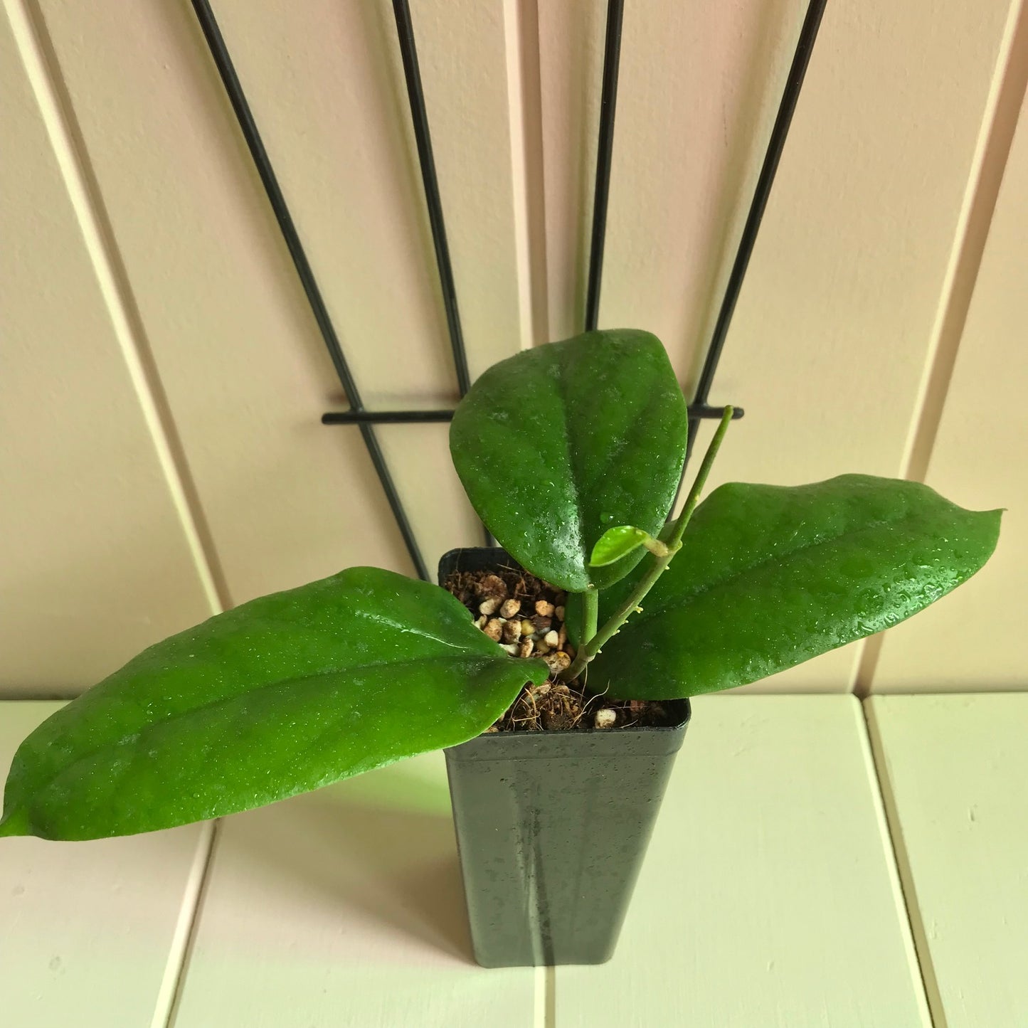 Hoya cardiophylla IML 1685 H275