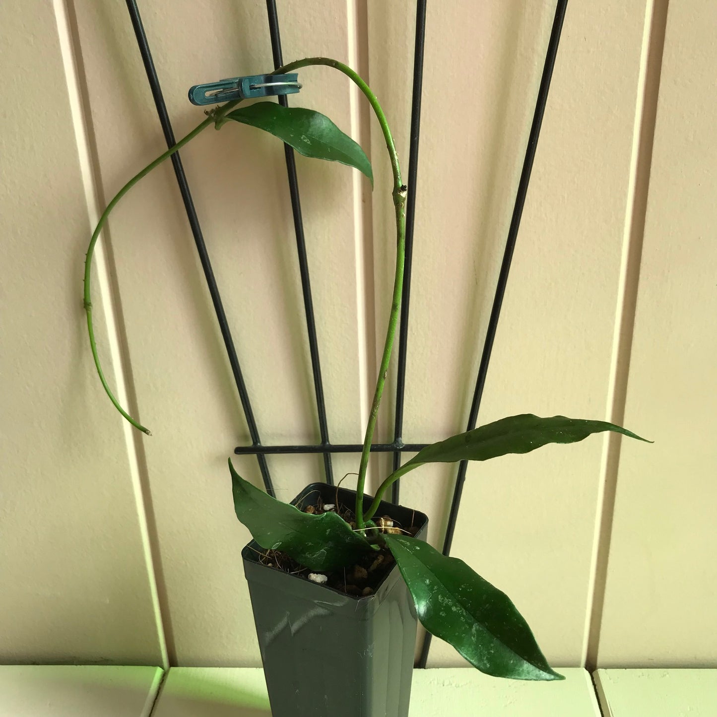 Hoya griffithii IML 1856 H299