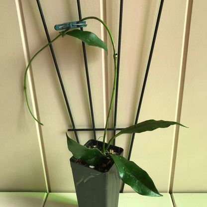 Hoya griffithii IML 1856 H299