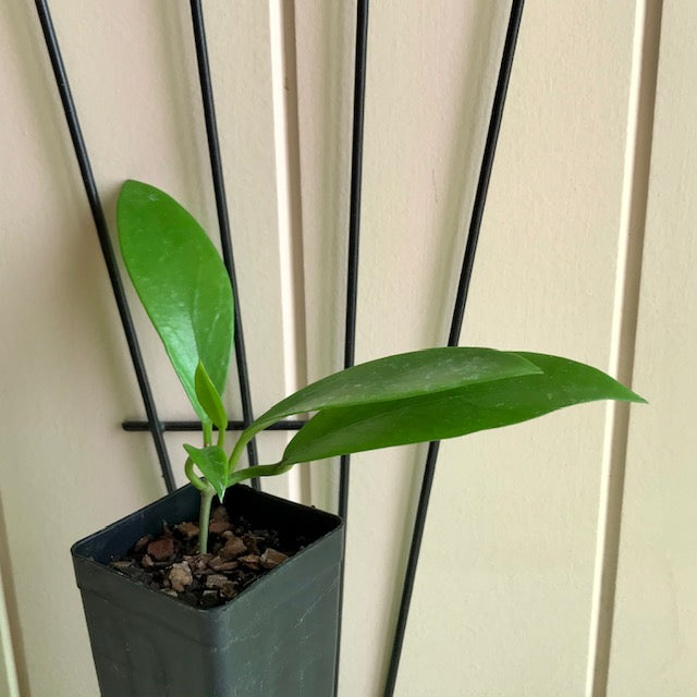 Hoya pubicalyx 'Pink Dragon' H350