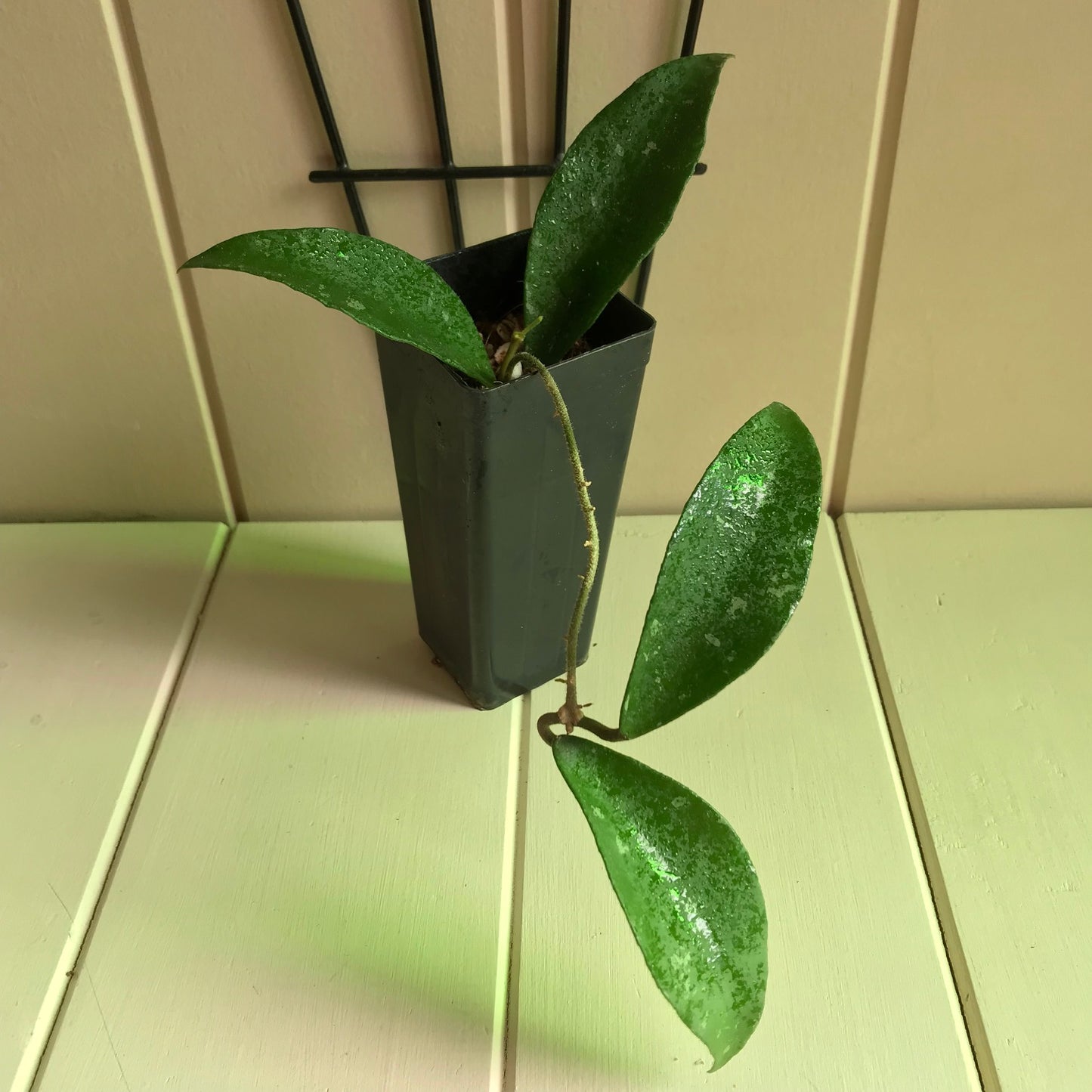 Hoya phuwaensis H317