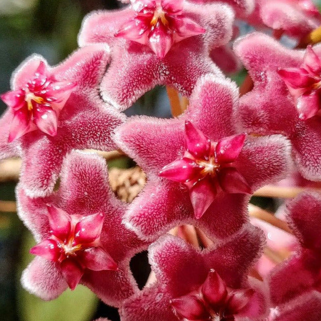 Hoya carnosa (red) H332