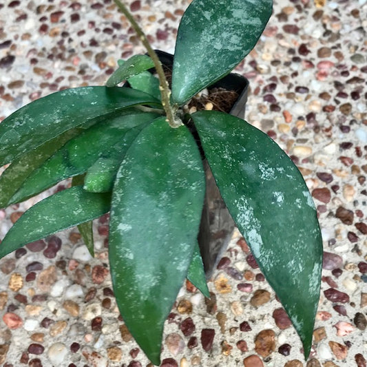 Hoya flagellata (gold) H344