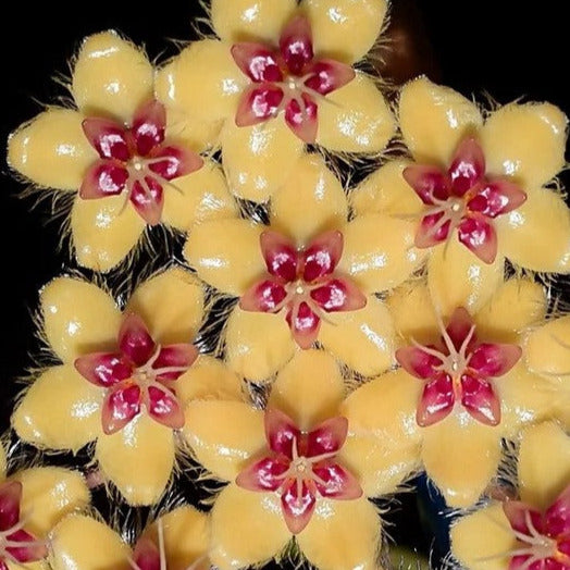 Hoya flagellata gold H344