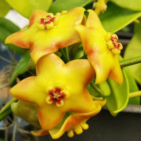 Hoya 'Ruthie' H349
