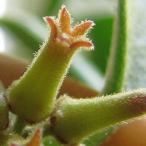 Hoya manipurensis H351