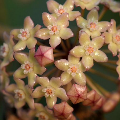 Hoya sp. Rangsan H354