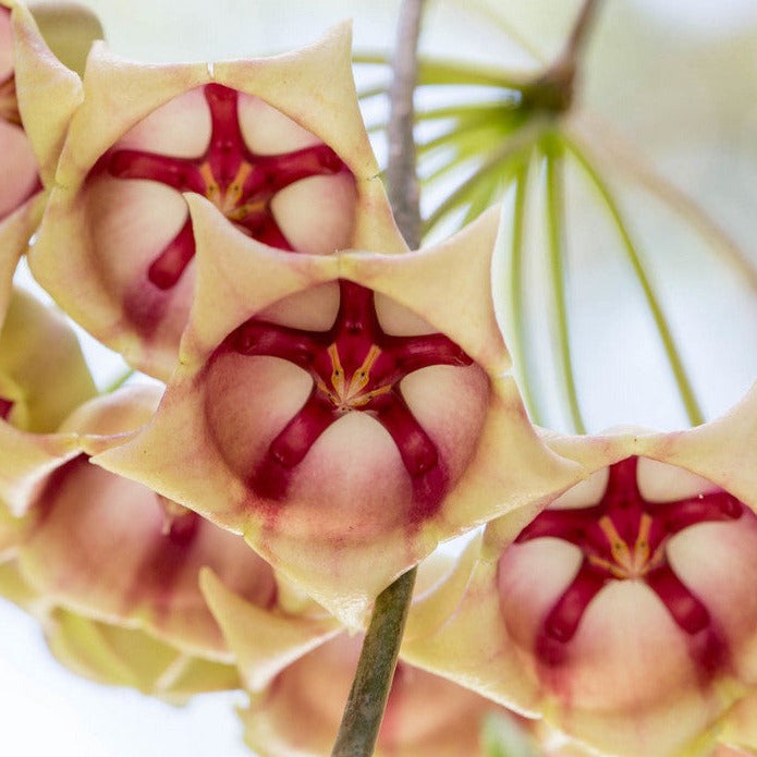 Hoya archboldiana (white) H367