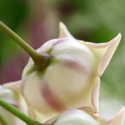 Hoya archboldiana (white) H367
