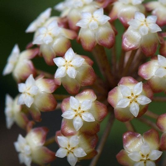Hoya sp. Abas Sabah IML 1761 H368