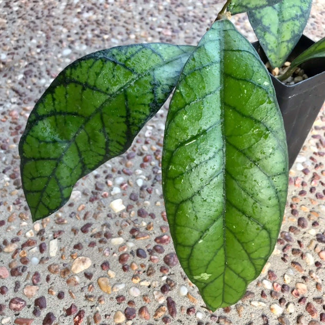 Hoya sp. Abas Sabah IML 1761 H368