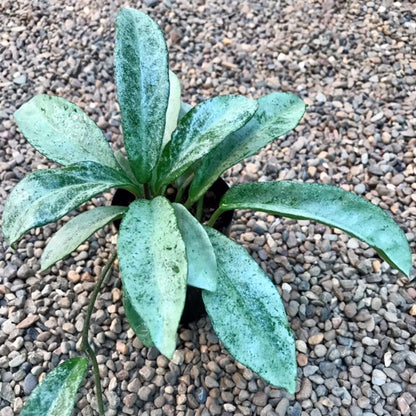 Hoya carnosa 'Grey Ghost' H369